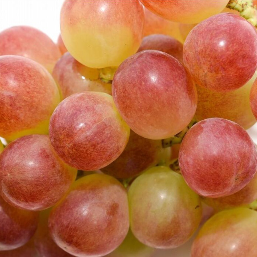 ＜ジオンジファーム＞桐箱入りぶどう2房（シャインマスカット＆紅環）計1.6kg以上