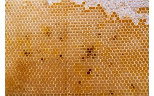 芳川養蜂場特選ハチミツ 約300g × 1本 | ハチミツ はちみつ 蜂蜜 国産 長野県 信州 木島平村