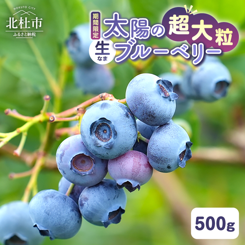 【2027年先行予約】【超大粒】山梨県産（明野産）生果 ブルーベリー500g [h290]