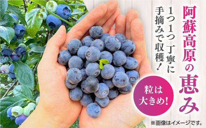 【全6回定期便】旬の美味しさそのまま！完熟 冷凍ブルーベリー 計1kg (約500g×2パック)