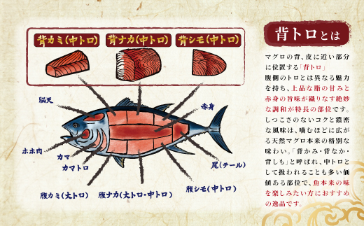 北海道産 天然 本マグロ 背トロ 冷凍 200g × 5柵 (訳あり 筋あり) 国産の本鮪を食卓へ【配送不可地域：離島】