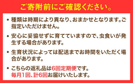 【全6回定期便】農家セレクト！特別栽培 日田の厳選食材 詰め合わせ 日田市 / 自然工房Mori 野菜 果物 米 産地直送 新鮮 セット[ARBR003]