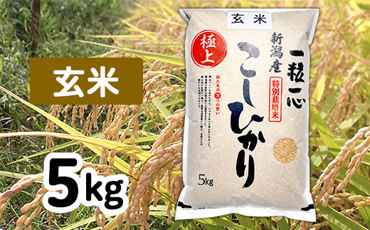 
                  48-7G051【玄米】新潟県長岡産特別栽培米コシヒカリ5kg
                