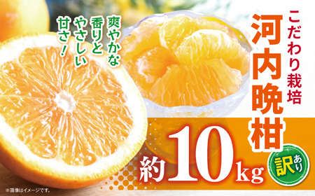 こだわり栽培 訳あり 河内晩柑 約 10kg iFARM 岩城農園 | フルーツ 果物 くだもの 柑橘類 柑橘 晩柑 河内 晩柑 みかん ミカン 訳アリ ご家庭用 家庭用 10キロ 熊本県 玉名市