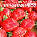 【ふるさと納税】ブランドいちご 2種 食べ比べセット あまおう さちのか 各2パック 計1,160g イチゴ フルーツ 果物 くだもの おやつ デザート 冷蔵 送料無料 【2025年1月より順次発送】［F0073］