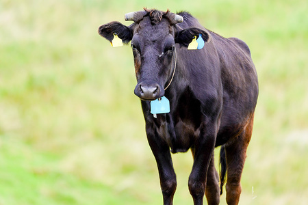 土屋畜産 信州 プレミアム 牛 すき焼き & サーロイン ステーキ 食べ比べ | 長野県 飯田市