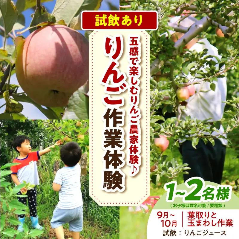 体験型 りんご作業体験（葉取り・玉まわし／9～10月）大人2人まで青森県五所川原市