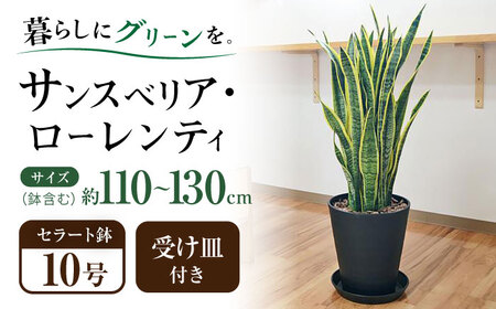 観葉植物  サンスベリア  ローレンティ 10号 ブラックセラート 鉢植え インテリア / 観葉 植物 インテリア おしゃれ プレゼント / 大村市 /琴花園[ACYK013]