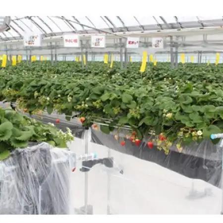 宇川農産「いちご狩り」入園券(大人1名)【1571477】