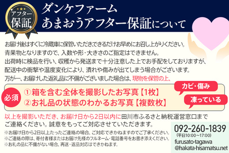 アフター保証 あまおう 8～9粒入り×4パック 【先行受付／2026年1月以降順次発送予定】いちご 大粒 不揃い DX デラックス エクセレント 苺 イチゴ 福岡高級 フルーツ 土産 福岡県
