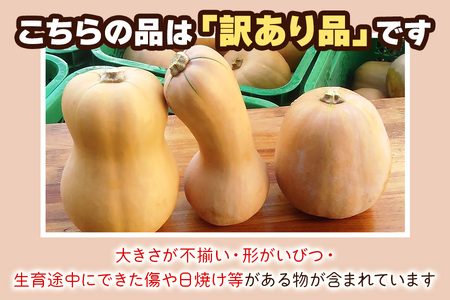 [訳あり] バターナッツかぼちゃ 20kg【数量限定／期間限定】｜南瓜 カボチャ 産地直送 農家直送 野菜 訳あり品 甘楽町産 群馬県産 吉田農場 訳アリ ワケあり [0216]