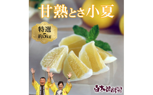 【先行予約】甘熟とさ小夏 約5kg S～Lサイズ〈2027年4月上旬～2027年5月中旬頃発送〉  / 特選品 贈答用 果物 柑橘 フルーツ こなつ 小夏 すくも小夏 宿毛小夏 日向夏 ニューサマーオレンジ みかん 高知県【白木果樹園】 [BQAI030]