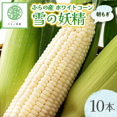 【ふるさと納税】【先行予約　2026年発送】“朝もぎ”ホワイトコーン「雪の妖精」10本_ コーン とうもろこし トウモロコシ ホワイトコーン 北海道 国産 産地直送 送料無料 甘い 数量限定 冷蔵 野菜 朝もぎ 【配送不可地域：離島】【1254169】