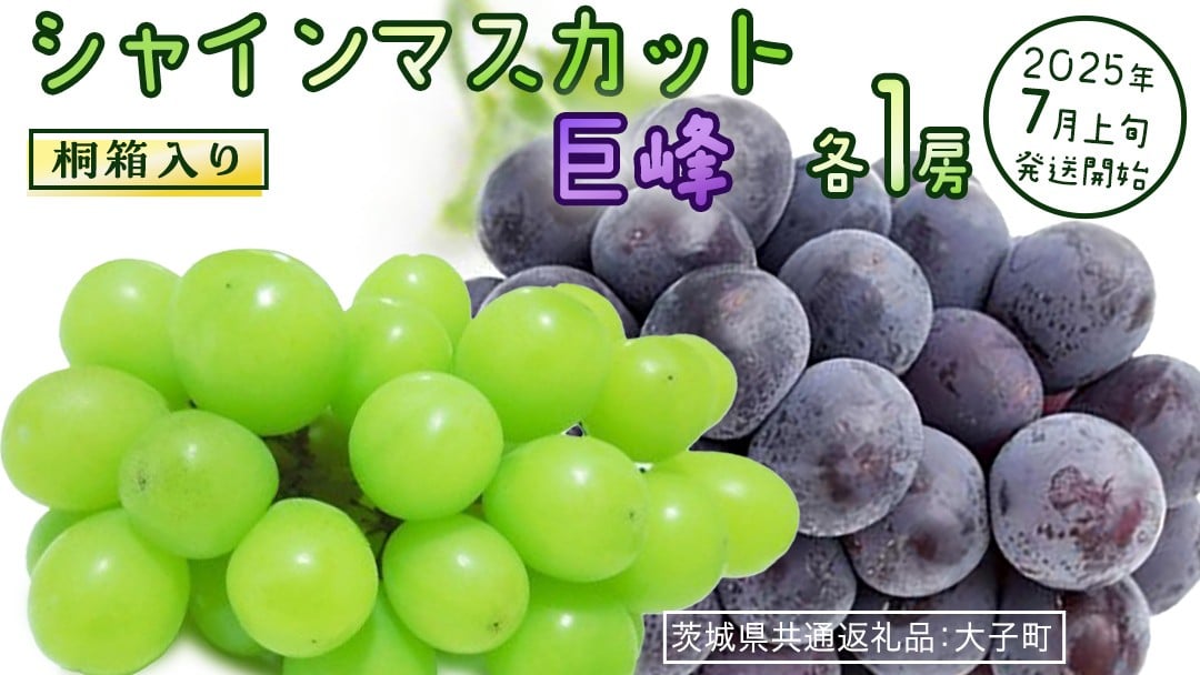 
            【桐箱入り】 シャインマスカット & 巨峰 (各１房)【2025年7月上旬発送開始】(茨城県共通返礼品：大子町) ぶどう 葡萄 マスカット フルーツ 果物 贈答用 ギフト 贈り物
          