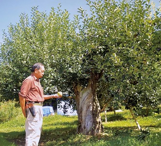 100％ストレートりんご果汁 180ml×10本セット 化粧箱入り 【 りんご リンゴ ジュース 飲料 ギフト 贈答品 】