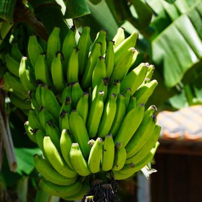 ふるさと納税 中城村 JAおきなわが厳選した季節の沖縄県産バナナ 2kg(旬の品種おまかせ) |  | 03