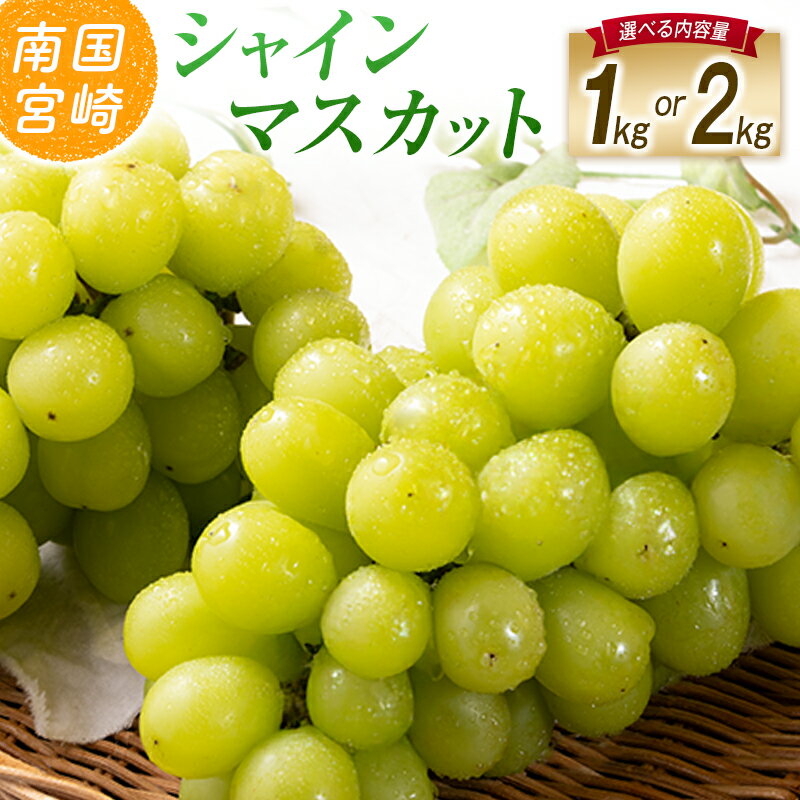 【ふるさと納税】【令和8年発送 先行予約】【選べる内容量】小林市産 シャインマスカット 1～2kg（ブドウ ぶどう シャインマスカット マスカット フルーツ 果物 先行受付 限定）