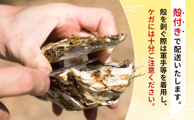 【先行予約 7月上旬～下旬発送予定】象潟産 天然岩牡蠣　13～15個 ナイフ無【牡蠣 夏牡蠣 かき 象潟 生食可 魚介類 海鮮　海産物 海の幸】　秋田商店