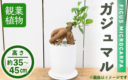 
＜観葉植物＞ガジュマル(4号) (陶器鉢・受け皿付)【m24-10】【アイエヌエー】
