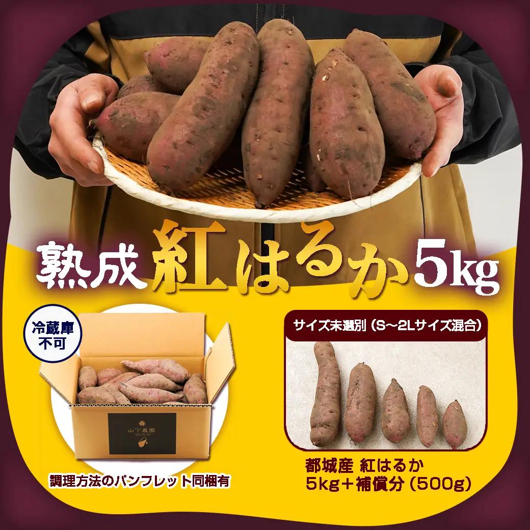 先行受付!【11月お届け】【農家直送】山下農園　熟成紅はるか 5kg〔LD-I704-11〕_(都城市) 都城産 紅はるか S～2Lサイズ混合 山下農園 さつまいも兄弟 長期熟成 甘い