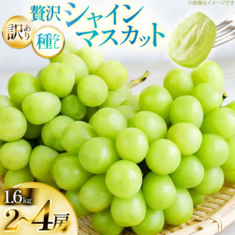 【期間限定発送】 シャインマスカット 訳あり 贅沢ボリューム セット 2～4房 1.6kg [Yamagenフルーツガーデンレコルト 山形県 高畠町 tk06ayt380005] ご家庭用 ぶどう ブドウ 葡萄 フルーツ 果物 くだもの 1.6キロ 甘い