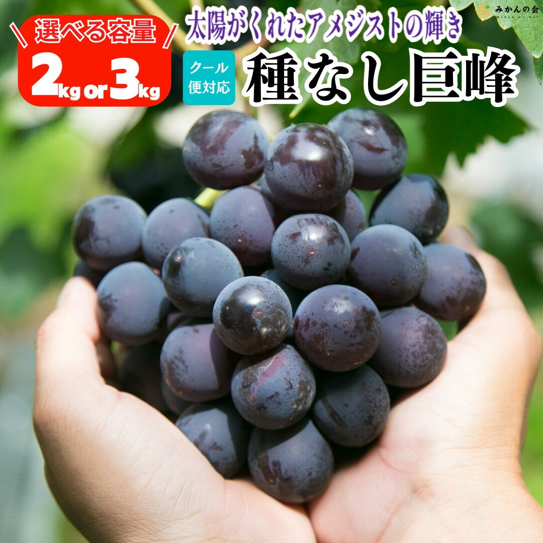 【ふるさと納税】【選べる内容量 2kg or 3kg】巨峰 種なし 有田巨峰村の巨峰 和歌山県産 【みかんの会】 | フルーツ 果物 くだもの 食品 人気 おすすめ 送料無料