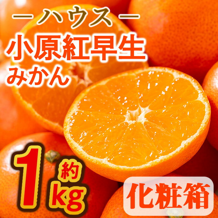 【ふるさと納税】＜先行予約！2025年6月下旬以降順次発送予定＞香川県産 ハウス小原紅早生みかん(約1kg/化粧箱) ミカン ハウスみかん 早生みかん フルーツ 産地直送 新鮮 香川 香川県 特産 果物 ふるーつ 旬 人気 お取り寄せ【man072】【Aglio nero】