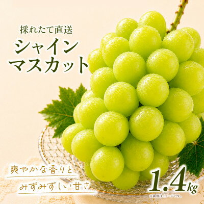 【ふるさと納税】シャインマスカット 約1.4kg (2房)【2026年発送】茨城県産フルーツ 人気のぶどう【配送不可地域：離島・沖縄県】【1751122】