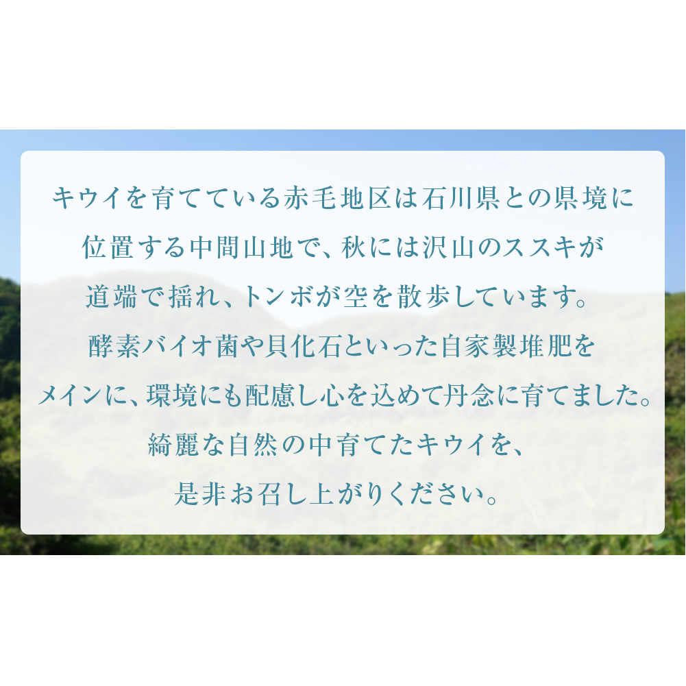 【先行予約 】訳ありレインボーレッド3kg（小玉、異形、擦り傷、日焼け） 【2025年11月以降順次発送】  数量限定 希少 国産 甘い 氷見キウイランド 富山県 氷見市_イメージ4