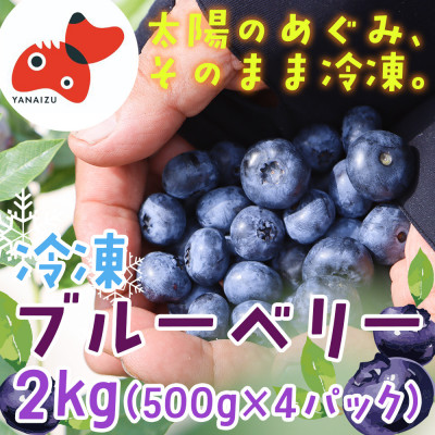【摘みたて冷凍】自然の中で育った冷凍ブルーベリー(500g×4パック)【配送不可地域：離島】
