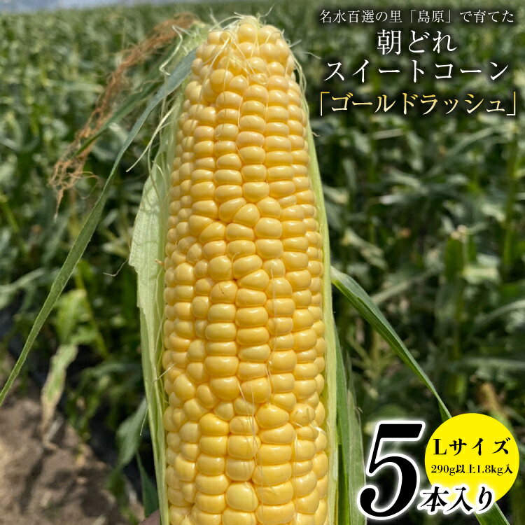 【ふるさと納税】CE280【令和8年度出荷分】 5月下旬から出荷！ 朝どれ スイートコーン L×5本セット(1.8kg入)～名水百選の里 島原産～