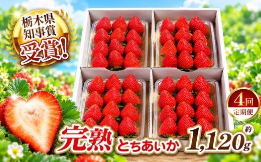 【定期便4回】いちご 栃木の新定番 「とちあいか」 1,120g (280g×4P)| 澳原いちご農園 栃木県 矢板市
