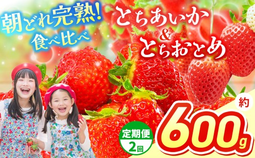 【先行予約】【定期2回】いちご 選べる 定期便 とちあいか＆とちおとめ  選べる 内容量 食べ比べ 300g×2 | 果物 くだもの フルーツ 野菜 やさい ヤサイ 苺 イチゴ いちご とちあいか とちおとめ  食べ比べ 新鮮 甘い 数量 限定 美味しい 果物 フルーツ デザート 栃木県 那珂川町 送料無料