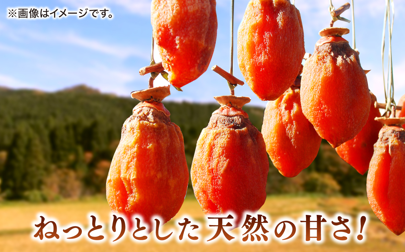 【先行予約】【2026年10月下旬以降順次発送】【手作り干し柿用渋柿】西条柿 Lサイズ 5kg(約25玉程度)干し柿作りセットロープ付き 島根県松江市/道の駅本庄企業組合 [ALCW002] 柿