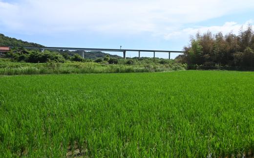 【先行予約／令和7年度新米】 ひとめぼれ 5Kg ［玄米］［山口県宇部産］ 【令和7年度 新米 ひとめぼれ 5Kg 玄米 山口県産 宇部産 地元米 農家直送 宇部市産 美味しい お米 寒暖差 霜降山麓