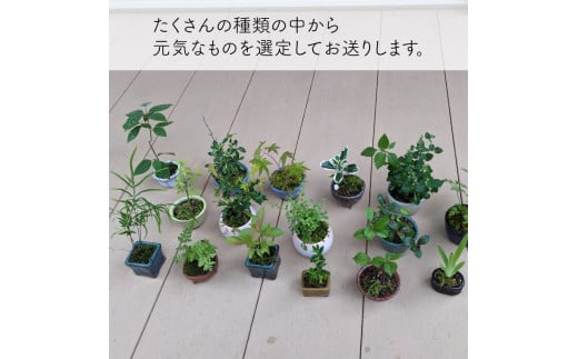 【お任せ3種】ミニ観葉植物　盆栽小鉢 テーブルプランツ 小さい プラントポット お花 緑 グリーン オシャレ 屋内 室内 癒やし