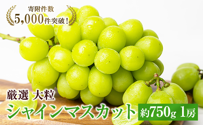 大粒 特選 大房シャインマスカット 約750g 1房 ぶどう 果物 フルーツ 種なし