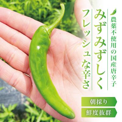 ふるさと納税 角田市 【宮城県産】生青唐辛子 龍の尾 1.5kgセット(500g×3袋)7月末頃より順次発送 |  | 01