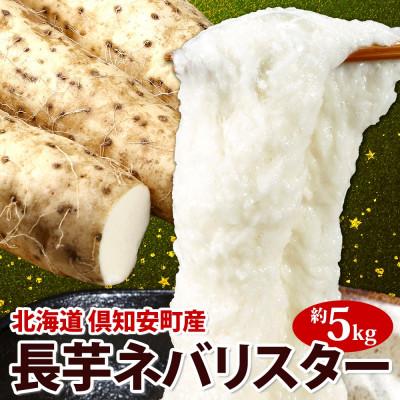 ふるさと納税 倶知安町 北海道 倶知安町産 ネバリスター 計5kg 北海道産 長芋 倶知安町【2026年11月中旬〜お届け】