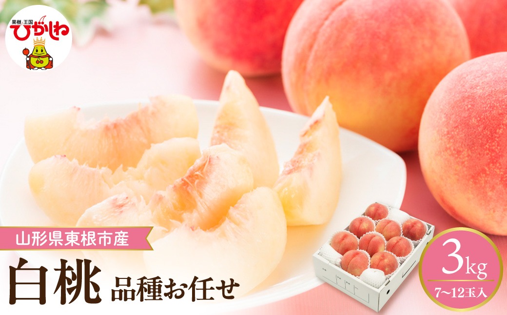 【2026年産先行予約】 採れたて白桃(品種お任せ) 約3kg (7～12玉) 山形県 東根市　hi026-055