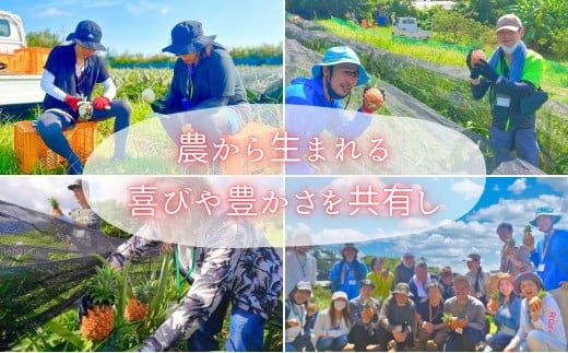 ☆新感覚の味わい☆桃のような芳醇な香りのする　『西表島産完熟ピーチパイン』 約4kg（6～7個入）