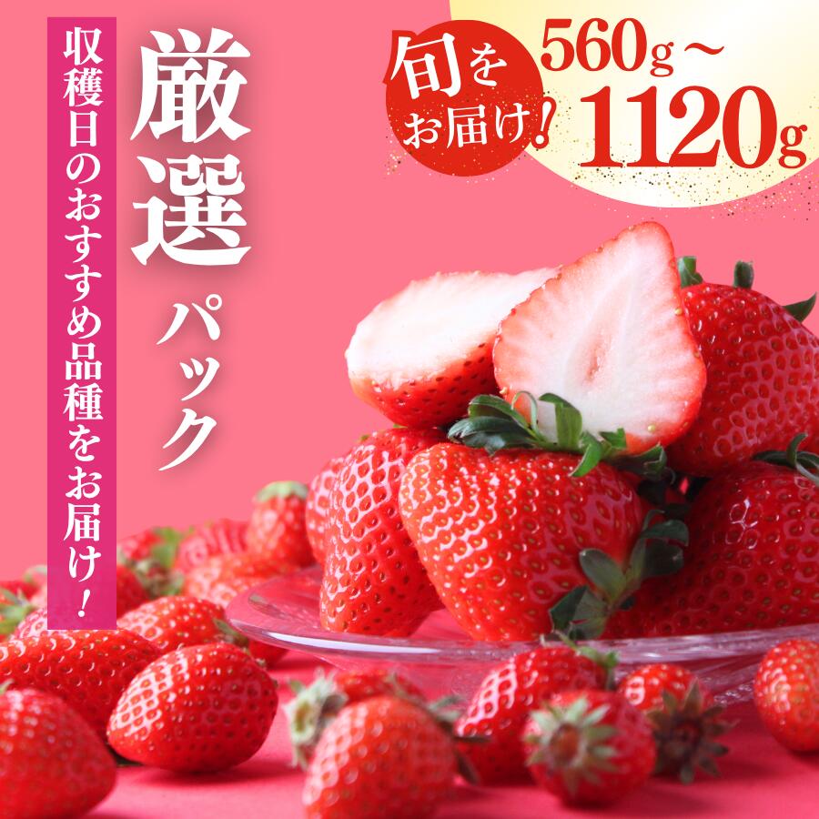 【ふるさと納税】完熟いちご 恋みのり かおり野 福岡S6号 堅しろう 選べる2パック/4パック（DXパック）送料無料 みなみのいちご園 いちご 生いちご イチゴ 苺 甘い 大粒 濃い 560g 1120g 人気 大人気 おすすめ 静岡 果物 フルーツ 甘い 南伊豆町産 静岡県 静岡