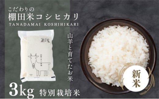 ＜数量限定＞ 令和7年産 新米  福井県産 特別栽培米 『コシヒカリ』3kg 真空パック (単一原料米)【山羊と育てた 福井のおいしいお米 お米 米 コメ 白米 精米 棚田米 ごはん ご飯 国産 北陸産 ブランド米 5kg 5キロ】[003-a005]
