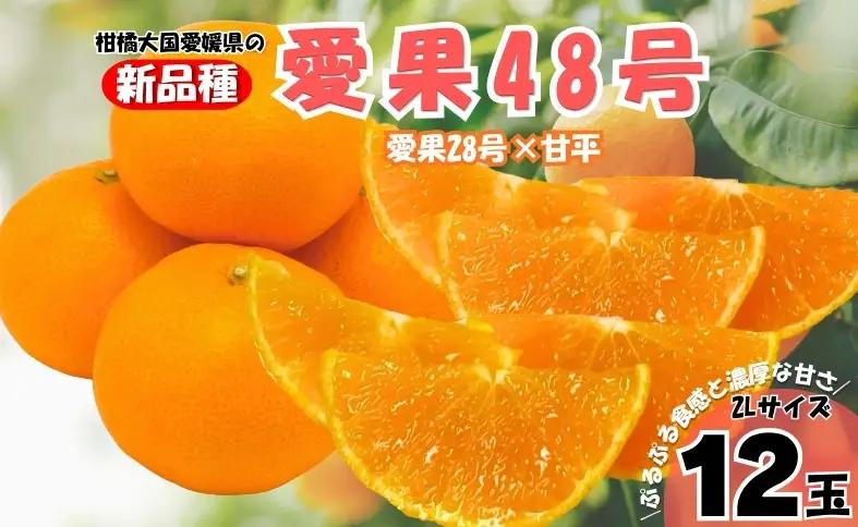 【2027年先行予約】みかん 愛果48号 2Lサイズ 12玉（贈答用）【2027年3月中旬より順次発送予定】 紅プリンセスと同一品種 農園直送 愛媛 数量限定 愛媛県産 人気 柑橘 伊予市｜B560
