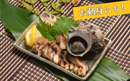 サザエ 約1kg 7～12粒 特大サイズ 刺身 冷凍 スチーム加工 レンジ で チンするだけ (さざえ サザエ 冷凍サザエ 新鮮サザエ スチーム済サザエ サザエつぼ焼き サザエ刺身 阿川サザエ 下関サ