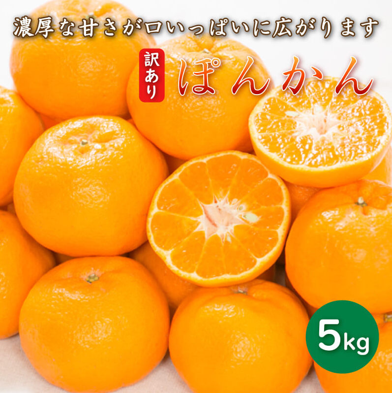 先行予約 訳あり 減農薬 ポンカン 5kg 愛南フルーツ サイズミックス サイズ混合 不揃い 柑橘 蜜柑 愛媛 みかん 果物 フルーツ 産地 産直 発送期間: 2027年1月中旬～なくなり次第終了
