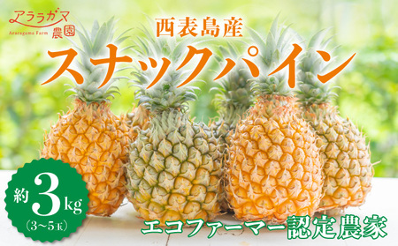 2025年5月中旬発送開始予定。『ちぎって食べる！？』スナックパイン★香り高く酸味が少ない★黄金色した甘～いパイン★スナックパイン3kg（3～6個）