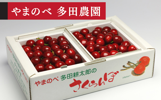 
                  《先行予約》2026年 山形県産 紅さやか バラ詰め(パック）1kg M～L やまのべ多田耕太郎のさくらんぼ サクランボ F20A-037
                