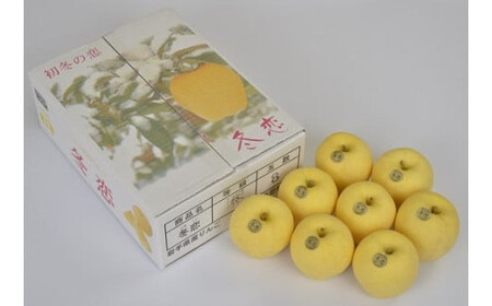 二戸産 カシオペア 冬恋はるか 約2.5kg 【2025年12月上旬-下旬発送予定】 ／りんご リンゴ 林檎 フルーツ 果物 旬 お取り寄せ 冬恋ブランド 蜜入り