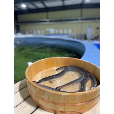 ふるさと納税 上里町 上里そだちの侍うなぎ玄米焼きおにぎり5個入 |  | 02